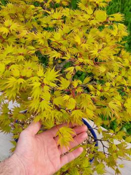Fächerahorn - Acer katsura